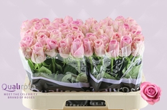 Rosa Heidi! 60cm