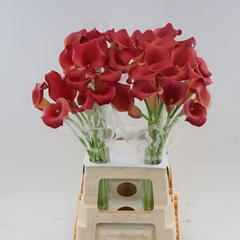 Zantedeschia Captain Bermuda 70cm
