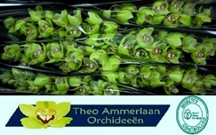 Cymbidium Mrs. Robin Hood 80cm