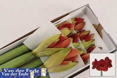 Hippeastrum Ferrari 80cm