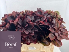 Cotinus Coggygria Royal Purple 60cm
