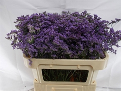 Limonium Maine Blue 70cm 20gr.
