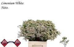 Limonium Caspium White Neto 70cm 25gr.