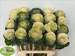 Brassica White Crane 65cm