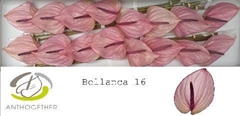Anthurium Bellanca 11cm Hd