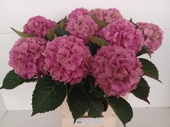 Hydrangea Royal Palace Classic 65cm 14-16cm Hd