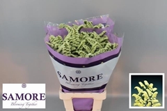 Limonium Sinuatum Yellow Sun Birds 70cm 40gr.