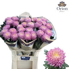 Chrysanth Single Bigoudi Pink 80cm 90gr.