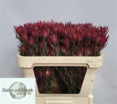 Leucadendron Salignum Blush 60cm