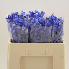 Delphinium Single Deldonna Blue 50cm