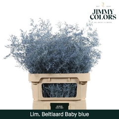 Limonium Painted Beltaard Light Blue 90cm 50gr.