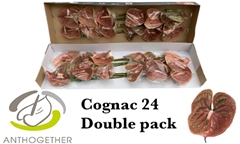 Anthurium Cognac 13cm Hd