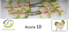 Anthurium Acura 15cm Hd