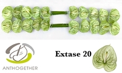 Anthurium Extase 9cm Hd