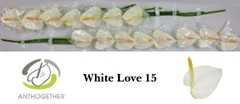 Anthurium White Love 7cm Hd