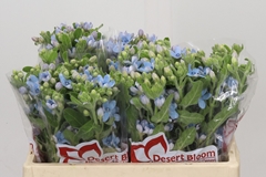 Oxypetalum Tweedia Blue 35cm