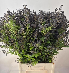 Ligustrum Ovalifolium Libelle 80cm