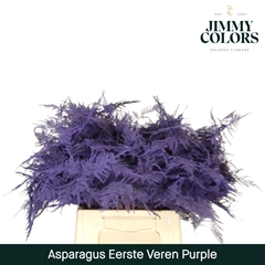 Asparagus Setaceus Painted Purple 45cm