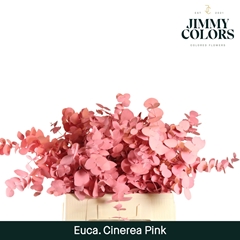 Eucalyptus Cinerea Painted Pink Per Bunch 70cm 200gr.