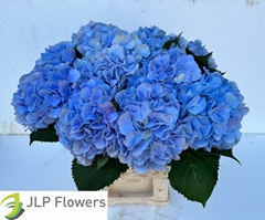 Hydrangea Verena Blue 60cm 16-18cm Hd