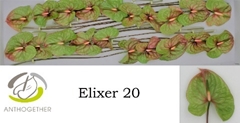 Anthurium Elixer 9cm Hd
