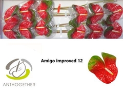 Anthurium Amigo Improved 13cm Hd
