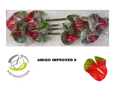 Anthurium Amigo Improved 18cm Hd