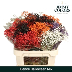 Gypsophila Painted Xlence Halloween Mix 80cm 30gr.
