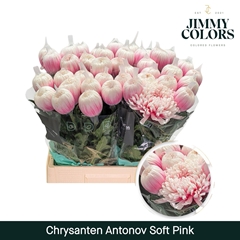 Chrysanth Single Painted Antonov Soft Pink 70cm 110gr.