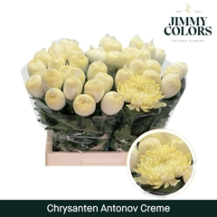 Chrysanth Painted Single Antonov Cream 70cm 110gr.