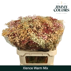 Gypsophila Painted Xlence Warm Mix 60cm 20gr.