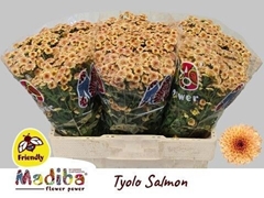 Chrysanth Santini Madiba Tyolo Salmon 55cm 38gr.