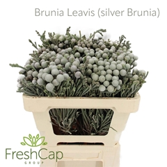 Brunia Laevis 50cm