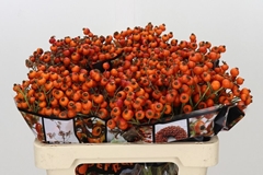 Rosa Hiphop Sunset 55cm