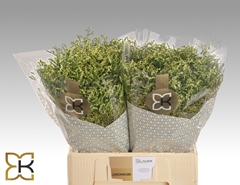 Limonium Sinense China Lemon 60cm 20gr.