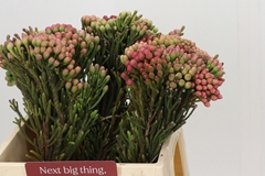 Brunia Laevis Red 40cm