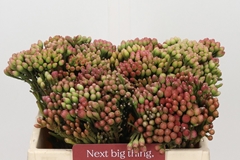 Brunia Laevis Red 35cm