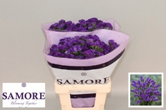 Limonium Sinuatum Navy Sun Birds 60cm 30gr.