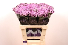 Achillea Anna 60cm