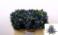 Eryngium Supernova Questar 50cm