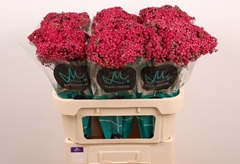 Achillea Neonglow Ember 70cm