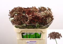 Daucus Carota Dara 70cm