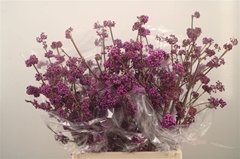 Callicarpa Bodinieri Profusion 70cm