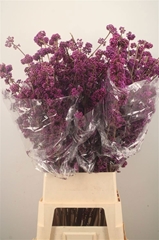 Callicarpa Bodinieri Profusion 110cm
