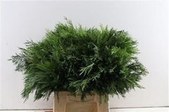 Coniferen Green 55cm