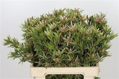 Leucadendron Ayoba Star Pearl 60cm