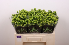 Hypericum Sisu Charm 50cm