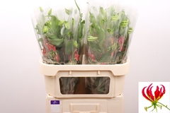 Gloriosa Fifty Shades 70cm