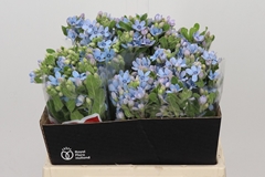 Oxypetalum Tweedia Blue 40cm