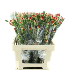 Dianthus Spray Yellow Eveline 65cm